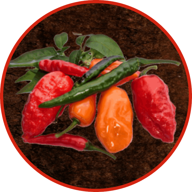 We specialize in the cultivation of chili plants, which we grow in our farm here in El Arish. 